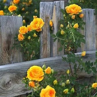 กุหลาบเลื้อยอังกฤษ🌼 สีเหลือง 🎯ถูกที่สุด 10 บ.🎯20 เมล็ด🎈งอกง่าย🌱โตไว☘️ดอกดกมาก🌱กลิ่นหอม