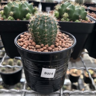 ส่งต่อ Cactus ราคาถูก