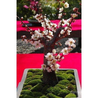 ขายดี สวนครัว/เมล็ดบอนไซซากุระคละสี | Cherry blossom Bonsai 5เมล็ด/อินทรีย์ คละ สวนครัว คะน้า/อินทรีย์ คละ สวนครัว ดอก