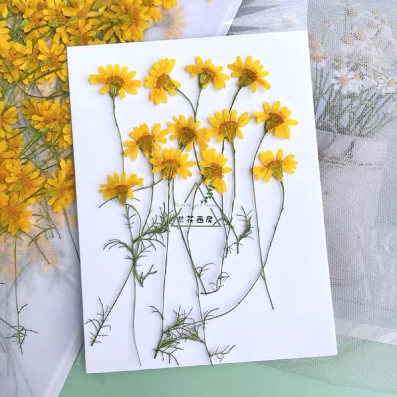 พร้อมส่ง ดอกเก๊กฮวย ดอกไม้ทับแห้ง