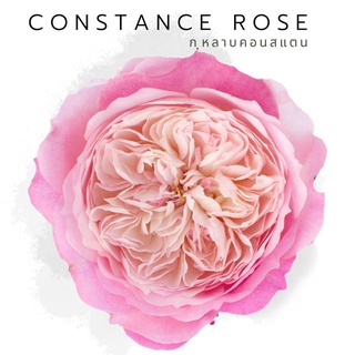 R6 Constance Rose กุหลาบ คอนสแตน หอมแรงกลิ่นผลไม้ ทรงพุ่ม ออกดอกเป็นพวง ทรงถ้วยเปลี่ยนสีตามฤดูกาล