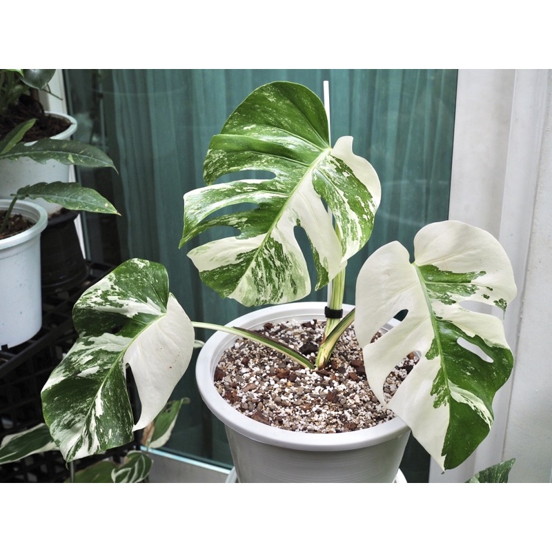 Monstera Albo Japan.