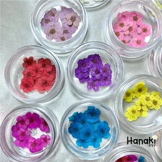 【พร้อมส่ง】ดอกพลัม ดอกพลัมทับแห้ง (Plum)💐กระปุกละ 10 ดอก Pressed Flowers💐