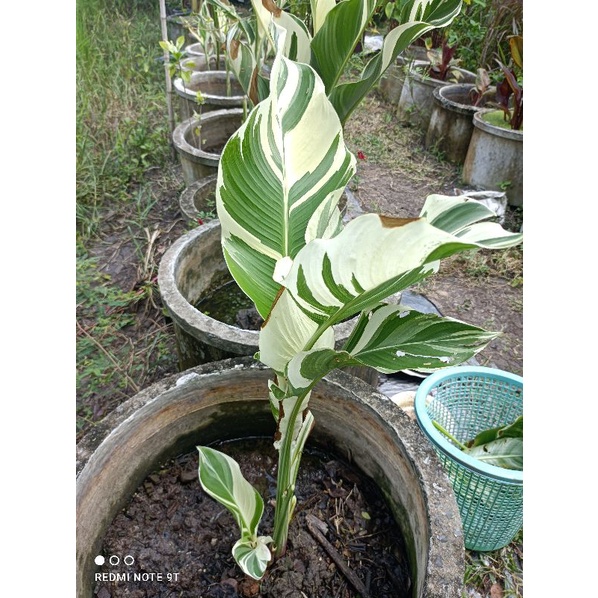พุทธรักษาด่างฟลอริดาดอกแดงตัดสด(ไม่ใส่กระถาง)สูงประมาณ 25 ถึง 30 cm