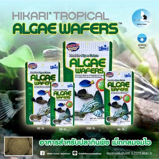 Hikari Algae Wafer 20gอาหารสำหรับปลาช๊อคเกอร์ ปลาพื้นตู้ ปลากินพืช ปลากินตะไคร่