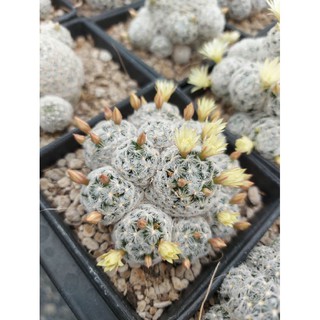 แมมดูไวท์ (Mammillaria duwei) ในกระถาง4"