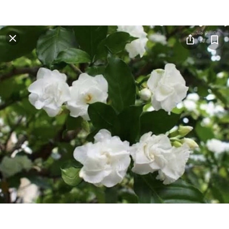 ต้นพุดกุหลาบ (ขนาดตามรูปที่ลงขายนะคะ) Patsorntree