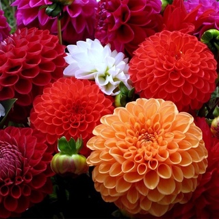 ดอกรักเร่ คละสี  30 เมล็ด  Dahlia Flowers Color Mix Original Packaging เมล็ดนำเข้า  พันธุ์แท้100%    คุณภาพดี