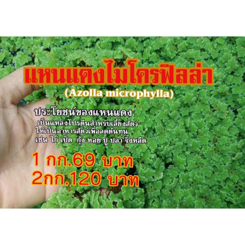 แหนแดงไมโครฟิลล่า(Azolla microphylla)1กก.แถม2ขีด,2กกแถม4ขีด
