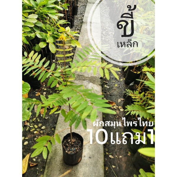 ต้นขี้เหล็ก ทำแกงขี้เหล็ก สมุนไพรไทย ดอกสวย ต้นไม้