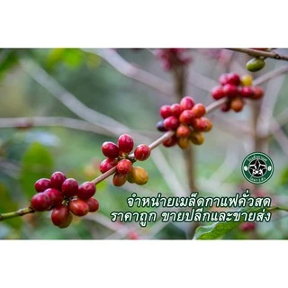 อาก๋ง สไตร์ (ระดับเข้ม+แน่น) อาราบิก้าผสมโรบัสต้าคัดพิเศษ 500 กรัม 2 ถุง