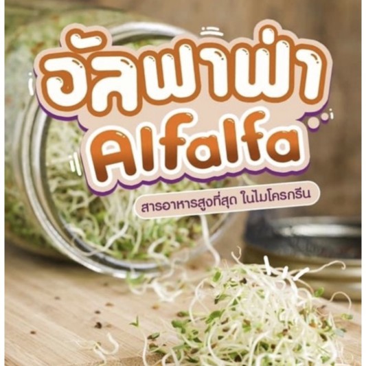 อัลฟัลฟา (Alfalfa) ปลอดสาร อัตราการงอก 90-99 % เมล็ดใหม่ฤดูกาลปี 66