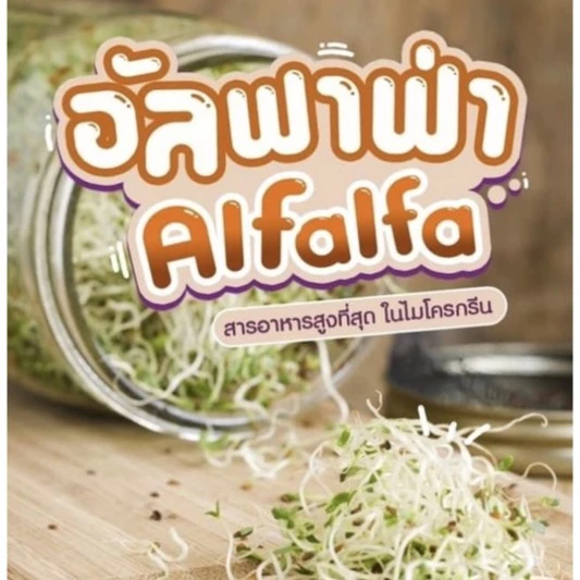 อัลฟัลฟา (Alfalfa) ปลอดสาร อัตราการงอก 90-99 %