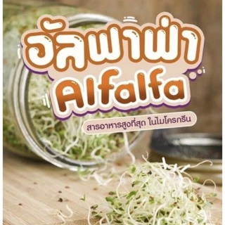 อัลฟัลฟา (Alfalfa) ปลอดสาร อัตราการงอก 90-99 %