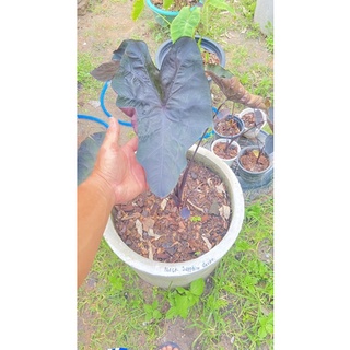 colocasia black sapphire gecko - โคโลคาเซีย แบล็คซัฟไฟร์ เก็กโค่