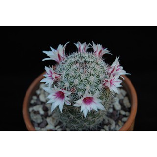 Mammillaria albicans (5 seeds)