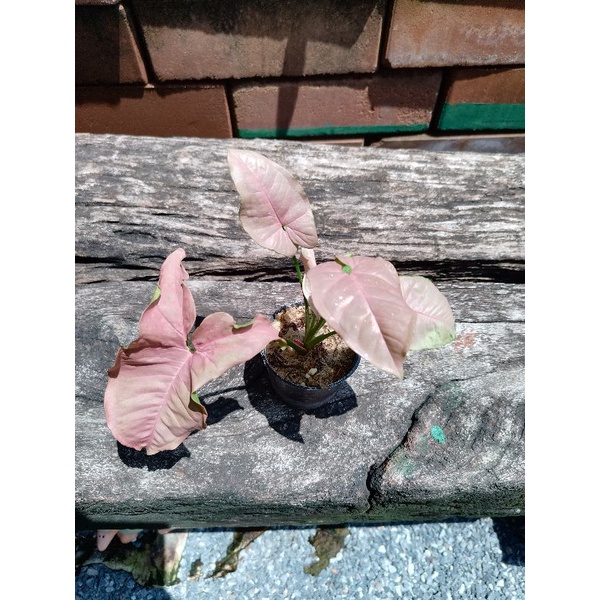 Pink Syngonium ต้นออมชมพู (พร้อมส่ง)