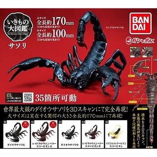 (เพิ่ม 3 แบบพร้อมส่ง) กาชาปองแมงป่องยักษ์ Gashapon Bandai Dango Mushi King Scorpion Action Vol.01 โมเดลสัตว์