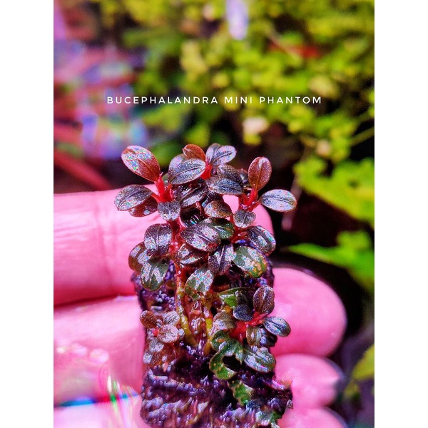 bucephalandra ใบน้ำ % ไม่ละลายแน่นอน คัดเกรด A B ราคาตามความงาม