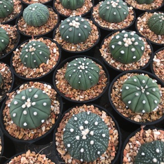 แอสโตร Astro ลุ้นสายดอก ไม้เมล็ด ขนาด4.5-6cm. แคคตัส จากฟาร์ม cactusdreamyok ต้นไม้ กระบองเพชร cactus