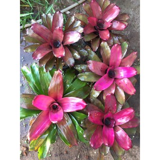 สับปะรดสี Neo Hybrid ลูกผสม voodooall ไม่เต็มฟอร์ม #bromeliad# ต้นไม้สวยงาม# ไม้ประดับ# ตกแต่งสวน # พืชทนแล้ง