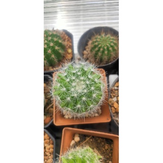 แมมแคนดิด้า mammillaria candida