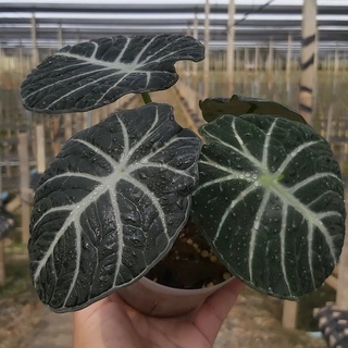 *สินค้าในภาพขนาดส่งจริง* Alocasia Black velvet ninja : อโลคาเซีย แบลค เววเวท นินจา : กระถาง 4 นิ้ว รากสมบูรณ์ แข็งแรง