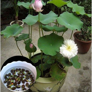 5 เมล็ด เมล็ดบัว ดอกสีชมพู ดอกเล็ก พันธุ์แคระ จิ๋ว ของแท้ 100% Lotus seeds.