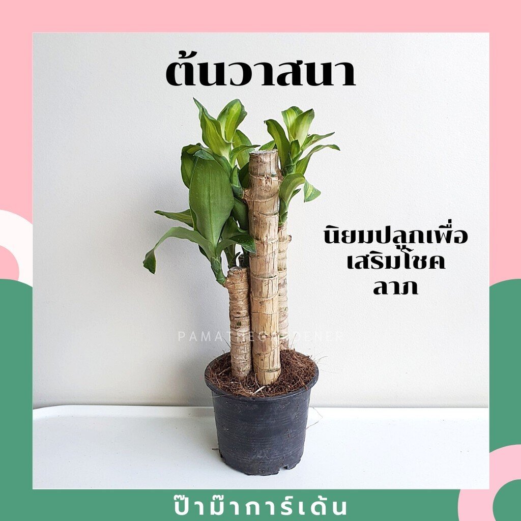 ต้นวาสนา ไม้มงคล เสริมดวง มาพร้อมกระถาง