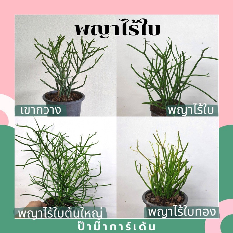 ต้นพญาไร้ใบ พญาไร้ใบเขากวาง ปะการัง