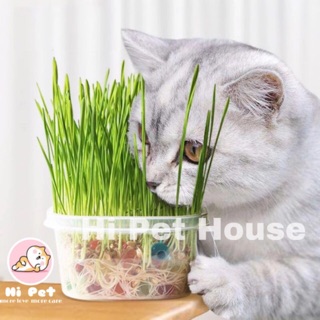 หญ้าแมว/ cat food / ขนมแมว