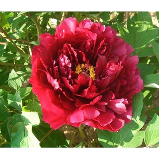 20 เมล็ด เมล็ดโบตั๋น ดอกโบตั๋น ดอกพีโอนี (Peony) สีแดง Red Peony