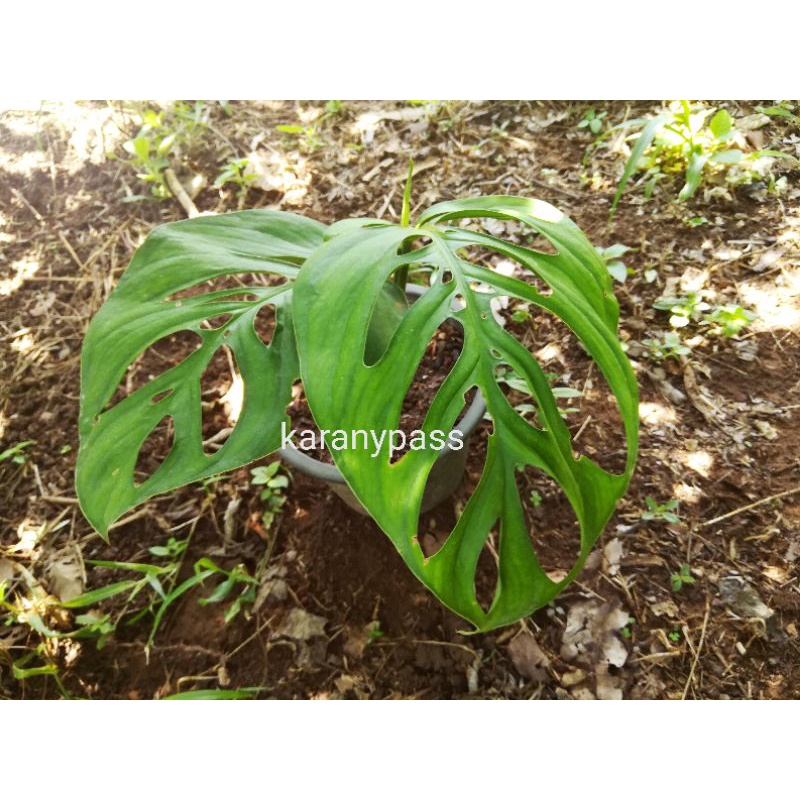 monstera esqueleto ไม้ใบสวย