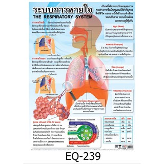 ระบบหายใจ EQ-239 สื่อโปสเตอร์ภาพ กระดาษ หุ้มพลาสติก