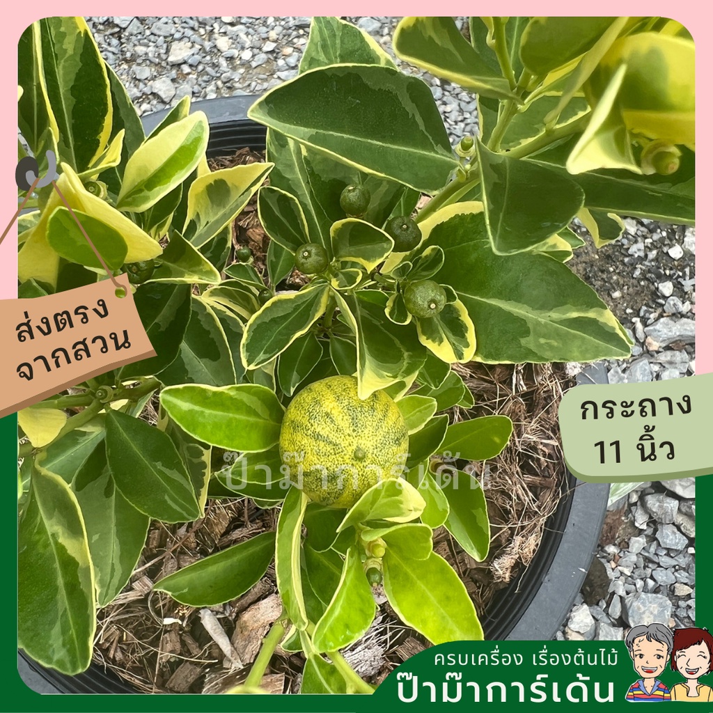 มุมมอง 2