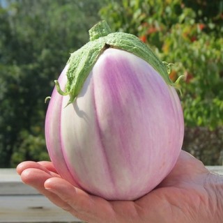 เมล็ดพันธุ์ มะเขือโรซ่า เบียนคา (Rosa Bianca Eggplant Seed) บรรจุ 10 เมล็ด