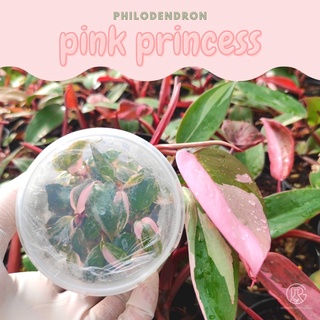 🌷Philodendron pink princess 🌷เจ้าหญิงสีชมพู👸🏼 ไม้เนื้อเยื่อ คัดด่างสวยๆ💖