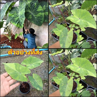 (1ต้น)(vาย ต้นพันธุ์) ต้น บอนด่างเลมอนไลม์ บอน​ เลมอนไลม์ Colocasia​ Lemon Lime​Gecko Lime​ Gecko บอน ต้นบอน บอนด่าง hap