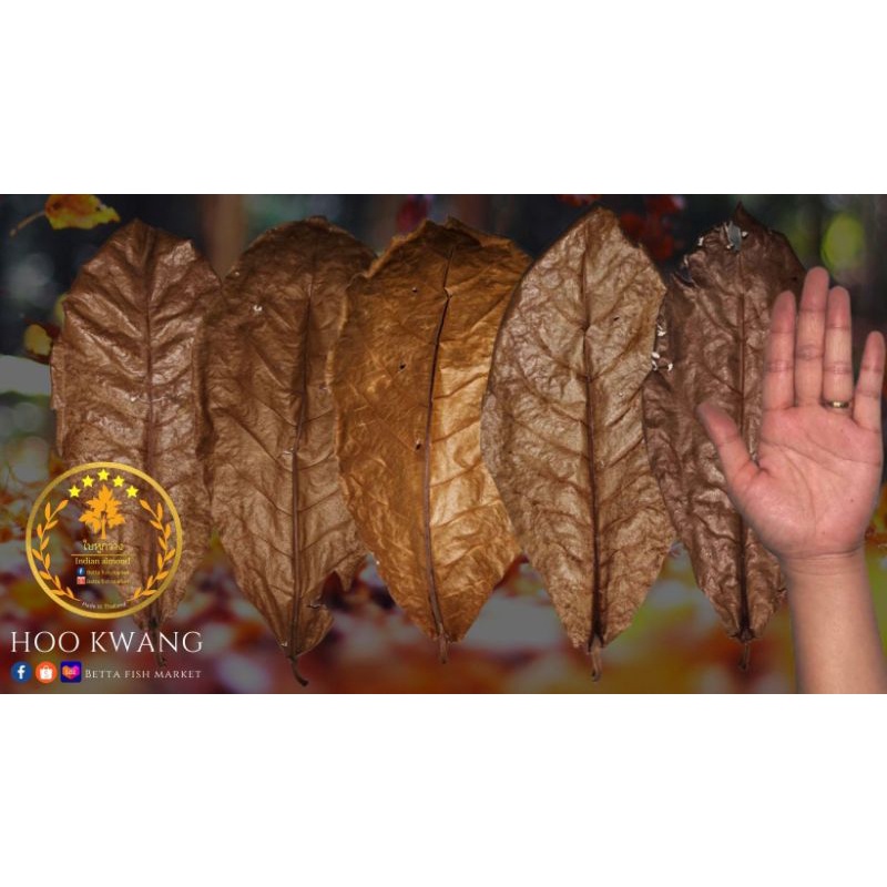 ใบหูกวาง 100 ใบ สำหรับปลากัด ปลาทอง ปลาช่อน กุ้ง และสัตว์น้ำอื่นๆ ราคา ถูกที่สุด ดีลบีเคเค แกลเลอรีภาพที่ 3