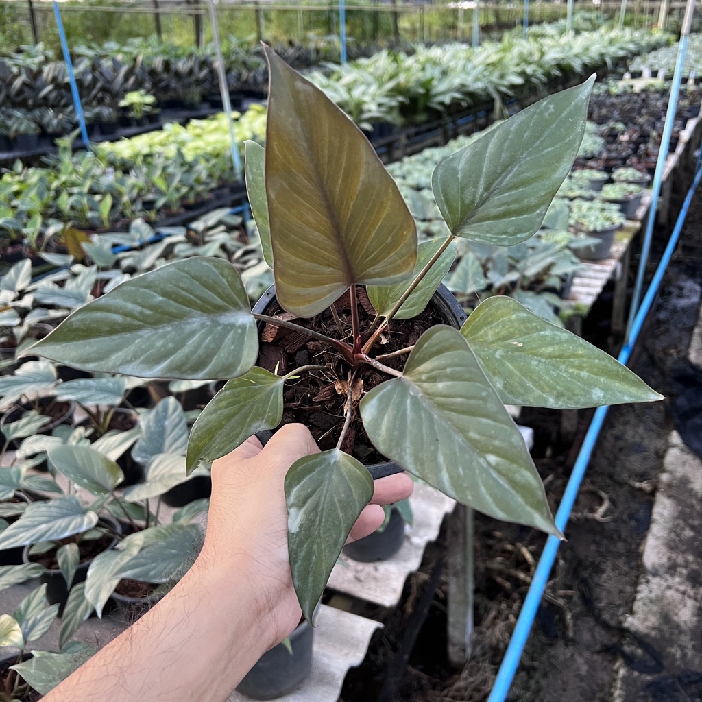 ต้นสเน่ห์จันทร์ดำ กระถาง 5 -6 นิ้ว