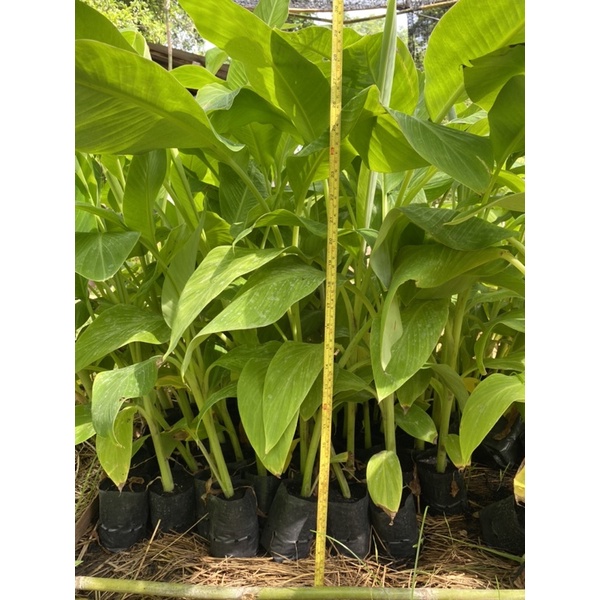พันธุ์ปากช่อง50 ต้นกล้วยเพาะเนื้อเยื่อ 💖มาเพิ่มแล้ว