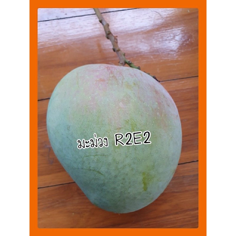 มะม่วง R2E2 กิ่งทาบ สูง60ซม.