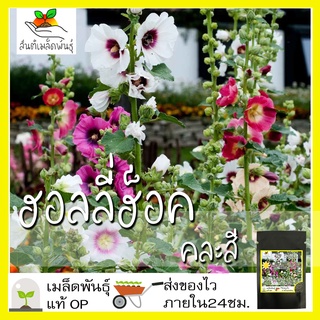 เมล็ดพันธุ์ ฮอลลี่ฮ็อค คละสี 50 เมล็ด Mixed Hollyhock Flower เมล็ดพันธุ์แท้ นำเข้าจากต่างประเทศ ปลูกผัก สวนครัว ถูกดี