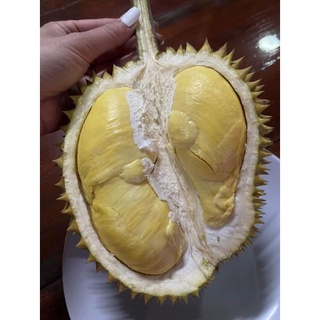 หลงลับแล แบบตัดใหม่ มาแล้วค่า  แบบสุกพร้อมทานรอประมาณ 2-3วัน…