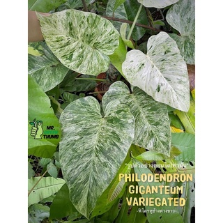 Philodendron giganteum variegated ฟิโลหูช้างด่างขาว