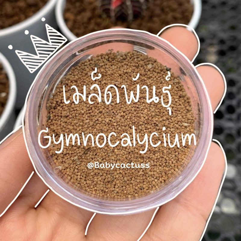 🎊🎊🎊มีโค้ดส่วนลดสินค้า🎊🎊🎊แคคตัสเริ่มต้นราคาเริ่มต้นเพียง1บาท เมล็ดยิมโนด่าง Gymnoclycium