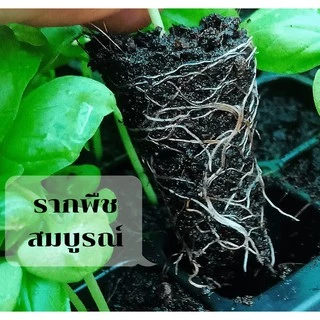 <แบ่งขาย> ดินปลูก วัสดุเพาะ ต้นกล้า อย่างดี(เมล็ดงอกดี โตไว ต้านทานโรค) 0.5-1 kg. พีทมอส Premium peatmoss from Holland