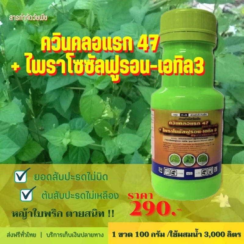 (ส่งฟรี)ยาฆ่าหญ้าใบพริก ควินคลอแรก47