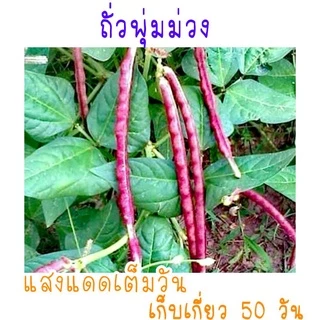เมล็ด​พันธุ์​ ถั่วฝักยาวไร้ค้าง​ ถั่วพุ่ม​ สีม่วง​ 10เมล็ด​