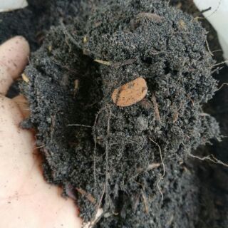 ดินผสมพร้อมปลูก ขนาด 3.5 กก. ราคา 19 บาท